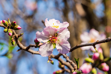 Fototapeta na wymiar Beautiful pink almond blossom on an almond tree. Flowering almonds in the spring garden. 