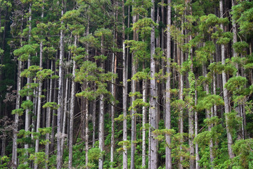 Fototapeta premium Pine woods in Portugal islands, Azorean forest