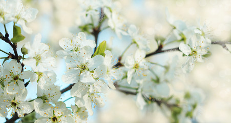 Abstract floral spring background from defocused tender cherry flowers in pastel colors with soft focus. Banner for the screen, beautiful vibrant greeting card or invitation