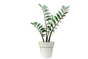 Fototapeta premium green plant in pot isolated on white