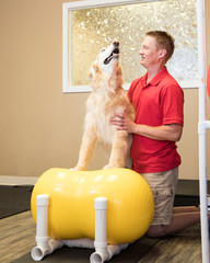 Bright colors in the Veterinary clinic with dog getting his regab session with the veterinarian
