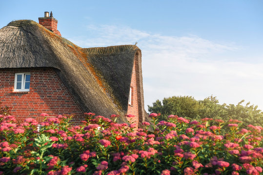 Thatched roof of a Scandinavian house with roses  on Sylt island