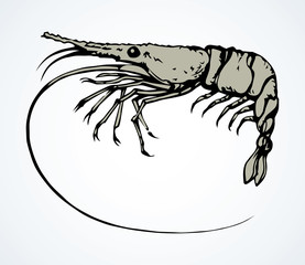Big shrimp. Vector sketch drawing