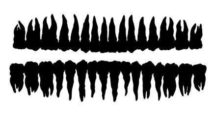 The layout of the teeth. Vector drawing