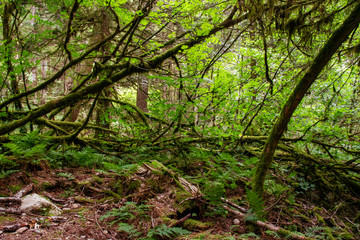 Fototapeta na wymiar Rainforest at the bottom of the mountain, Squamish, BC, Canada