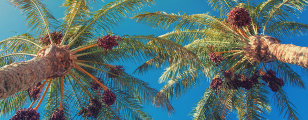 date palm trees against the sky. Selective focus.