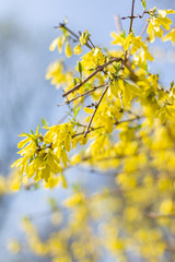 Fototapeta na wymiar Amazing yellow Forsythia flowers and blue sky. Golden Bell, Border Forsythia blooming in spring garden.