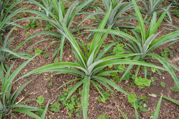 Pineapple plants in a greenhouse, agriculture, exotic fruits