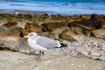 Seagull - Nova Scotia’s landscapes 