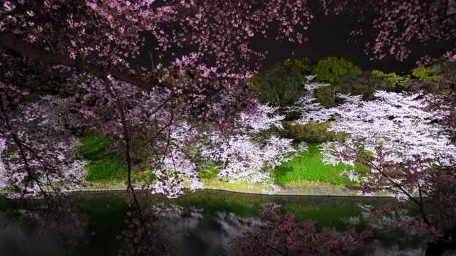 Cherry blossoms trees stand along both side of the Chidorigafuchi Moat, which are illuminated by lights and reflect to the water surface in the night at Chiyoda Tokyo Japan on 2018.