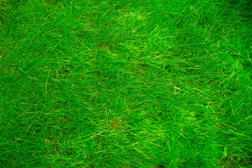 Lawn of fresh long green grass.