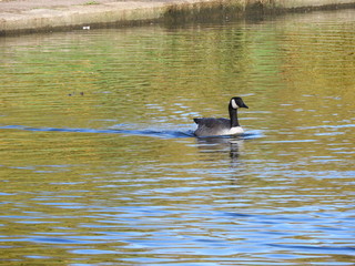 Canada Goose Swimming on Lake