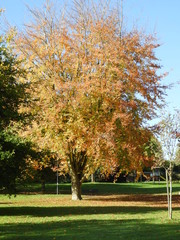 autumn in the park