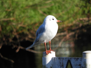 Fototapeta premium seagull on a post
