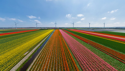 Aerial view of tulip field with wind turbines in background