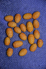small pine cones on a blue background. christmas, new year, holiday, winter, cones, trees, pine
