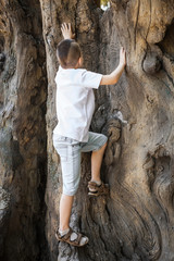 boy with modern haircut wearing shorts and white shirt climbing the old tree