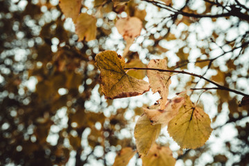 The yellow leaves of the Linden tree are large . Autumn. Background. Copy space.