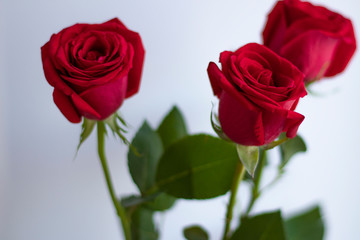 Three red roses on a white background. Congratulations on Women's Day.
