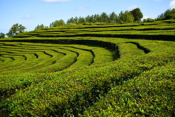  Tea plantations on Azorean island, no people, empty fields