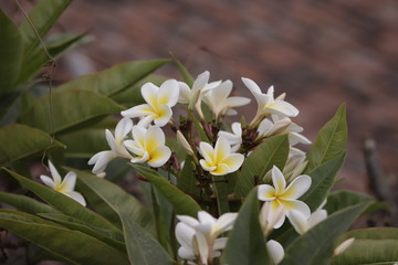 Obraz premium Nature