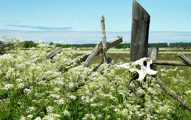 Old wooden fence with animal skulls. Large skulls of animals on a wooden hedge.
