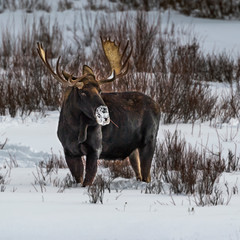 A bull moose in Yellowstone