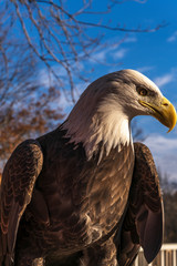 An American Bald Eagle portrait with a blue sky background