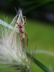 Kreuzspinne