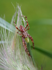 Kreuzspinne