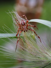 Kreuzspinne