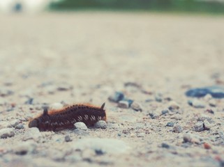 long road, hairy caterpillar crawling along a sandy road