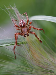 Kreuzspinne