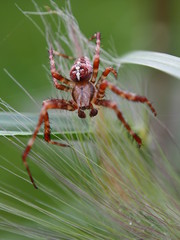 Kreuzspinne