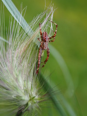 Kreuzspinne
