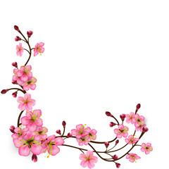 Obraz na płótnie Canvas Corner pattern of sakura branches with flowers and buds. Detailed Cherry blossoms. Spring Tree branches with realistic pink inflorescences. Isolated on white background