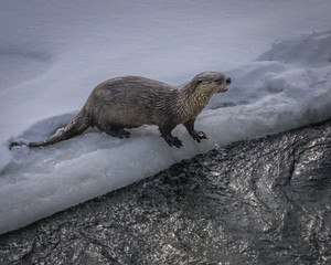 River otter in Yellowstone National Park
