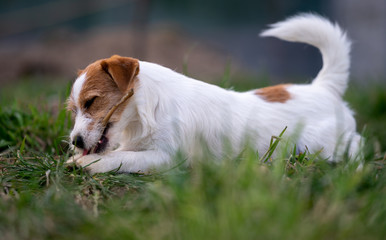 The puppy eats a bone outside. Dog Jack Russell Terrier.