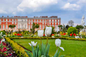 Spring tulips in Hampton court gardens, London, UK