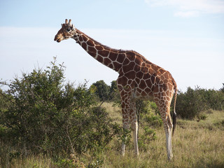 giraffe
