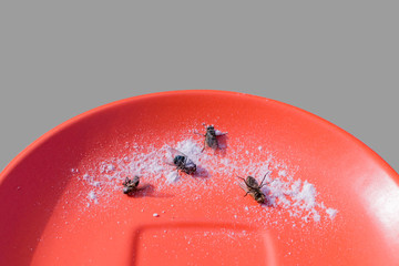 Dead flies lie in a plate
