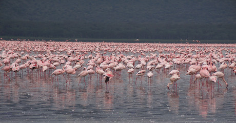 Naklejka premium pink flamingos in the lake