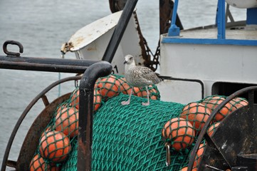 Seagull on the fishing nets
