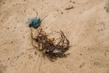 jellyfish on the beach