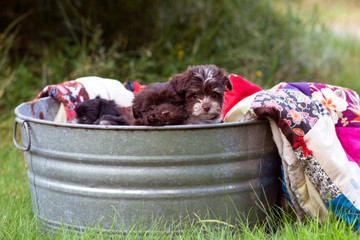 Puppies in a Bucket