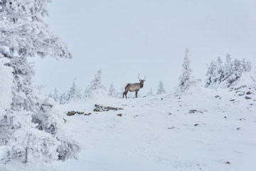 deer in the winter mountain forest
