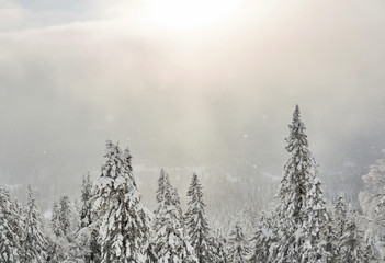 Obraz na płótnie Canvas alpine winter snowy forest in a snow cloud pierced by sunlight
