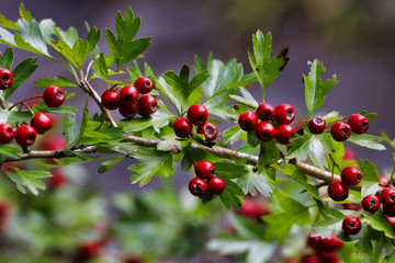 Fototapeta premium Nature & Life