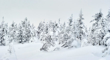 winter mountain landscape - snowy crooked forest