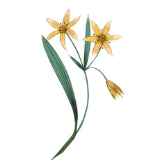 Fototapeta na wymiar Illustration of gagea flower.